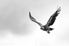 DSC4345-Modifier